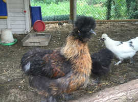 Chickens For Sale Rehome In London Find Livestocks For Sale