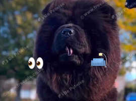 Chow Chow Female For Sale