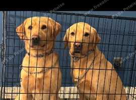 2 male labs looking for rehoming together