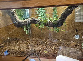 4x2x2 Vivarium Complete