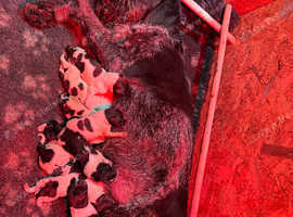 German wirehaired pointer puppies