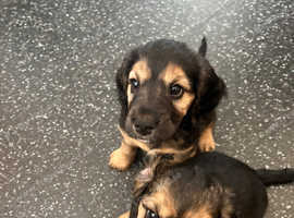 Adorable Cocker Spaniel puppies for sale