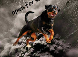 Rottweiler kc rg