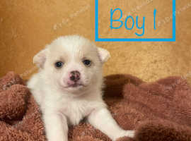 Pomeranian cross jack 2024 russell for sale