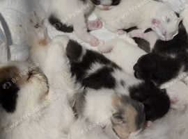Beautiful Persian Doll Face Kittens