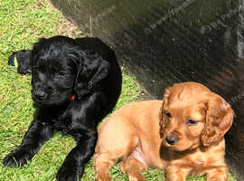 Cocker spaniel 4 working male puppies for sale