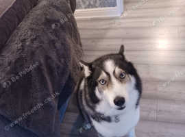 Siberian husky