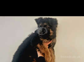 Gorgeous Black And Tan Male German Shepherd Pup