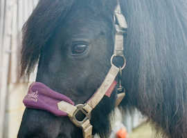 Companion pony