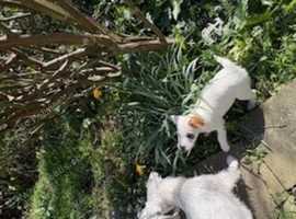 pedigree parson russell terrier puppies
