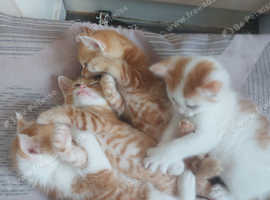 5 beautyfull kittens looking for a new home