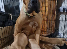 Beautiful Mastiff puppies for sale, read full advert for price.