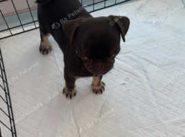 Male pug