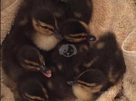 Lovely Mallard Ducklings to Reserve