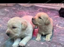 Cavador puppies for sale best sale near me