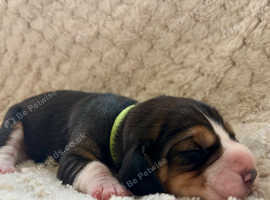 5 Generation KC registered beagle puppies.