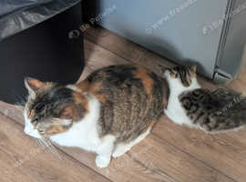 Adorable 10 weeks kittens ready to go to new home