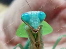 Various Praying Mantis