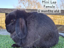 Adult Mini Lop females