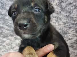 Australian kelpies beautiful litter!!!!*** fully vaccinated & kennelcough!!!microchiped!!! Fully wormed!!!