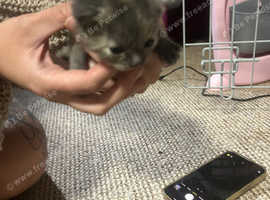 Kittens