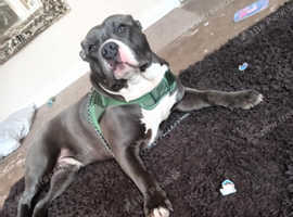 Bruno needs a forever home