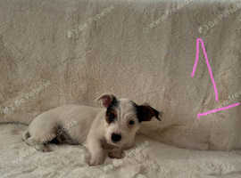 Selham Cross terrier