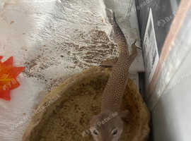 Geko and Viv for sale