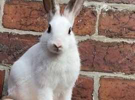 English spot rabbit available in Sheffield