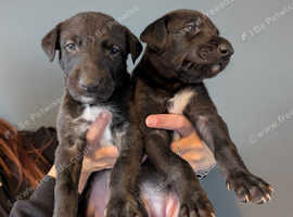 Deerhound bitches