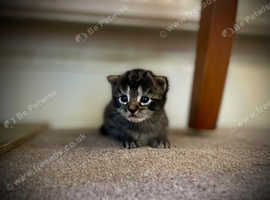 4 Happy Healthy Kittens For Sale