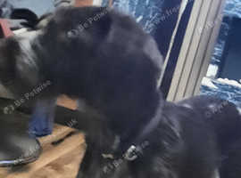 Darcy female dog