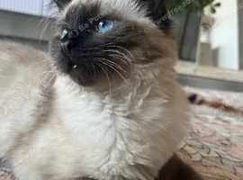 STUNNING RAGDOLL