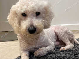 Medium poodle 2024 for sale