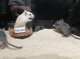 Baby Gerbils males and females available