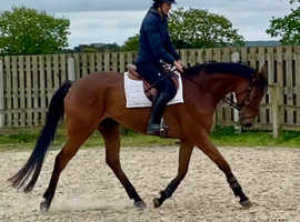 Lovely 10yr old 16h gelding