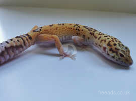 Leopard geckos available for rehome - due to relocating