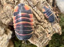 Isopods, dry goods, set ups and enclosures available