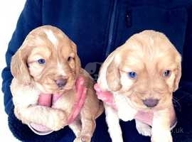 Spaniel puppies 2024 near me