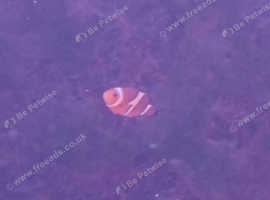 Clown fish