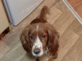 Cocker spaniel puppies for sale.
