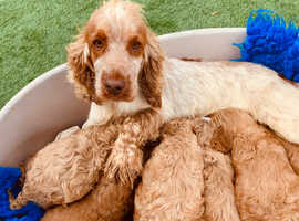 COCKAPOO PUPPIES for sale