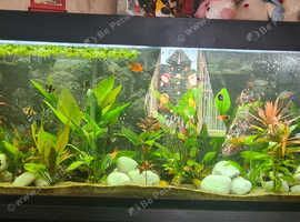 4ft tank full set up