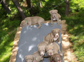 American bulldog x puppies