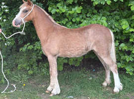 REGISTERED SEC A FILLY