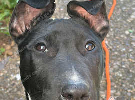 Female puppy bull terrier