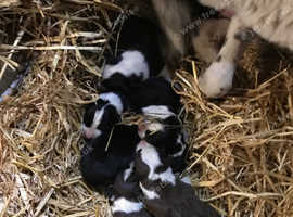 Border collie pups