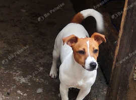 Irish jack hot sale russell rescue