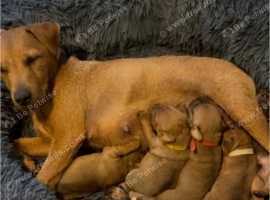Lakeland terrier pups