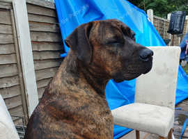 presa Canario